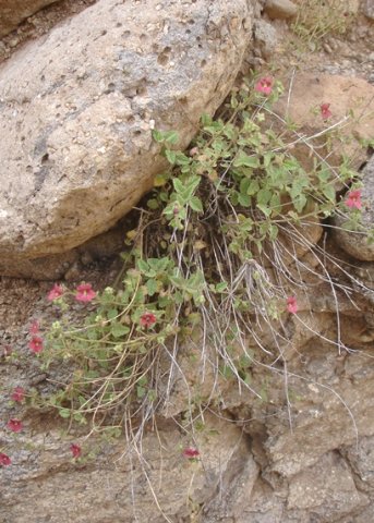 Jamesbrittenia breviflora